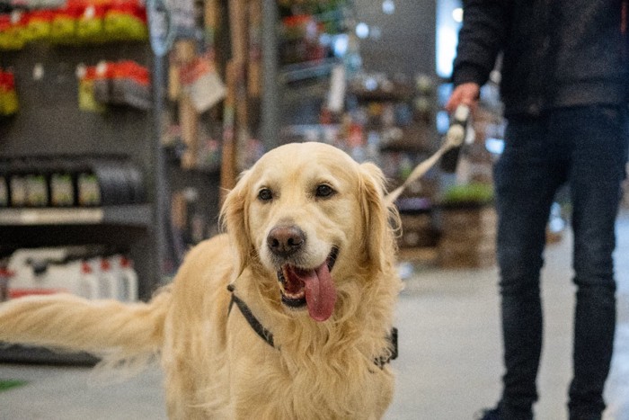 買い物中の男性と犬