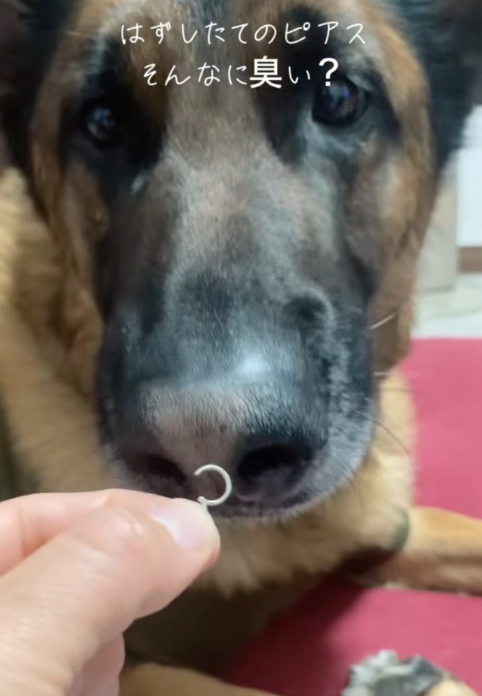 鼻を近づけて匂いを嗅ぐ犬