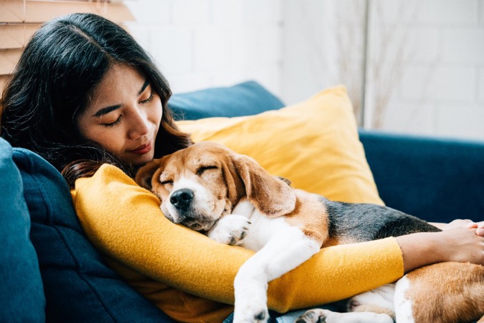 女性の上で眠る犬