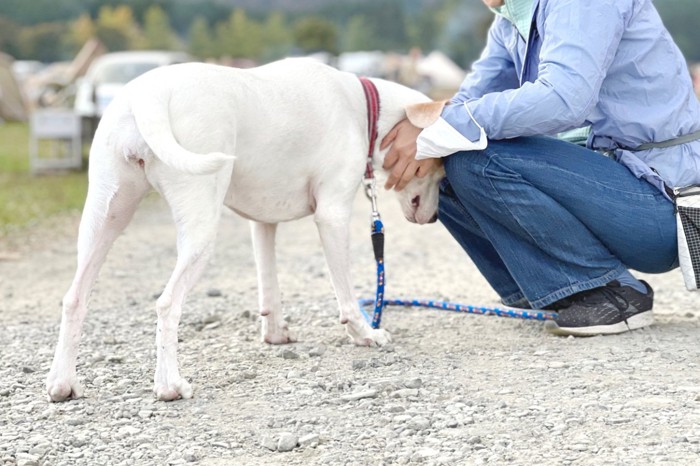 飼い主にマーキングする犬