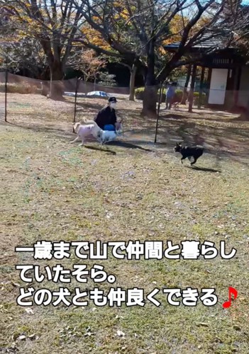 走り回る犬たち