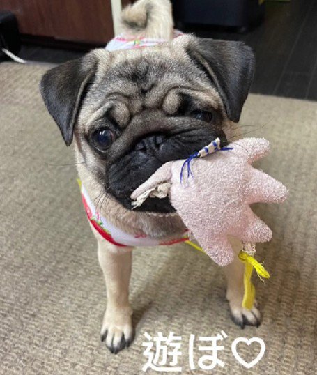 おもちゃで遊ぶのがすき！