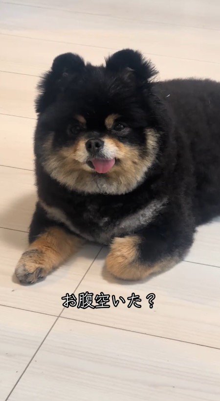 犬に「お腹空いた？」と尋ねる飼い主