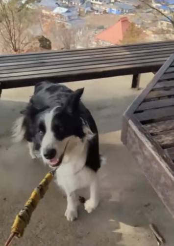 嬉しそうな犬