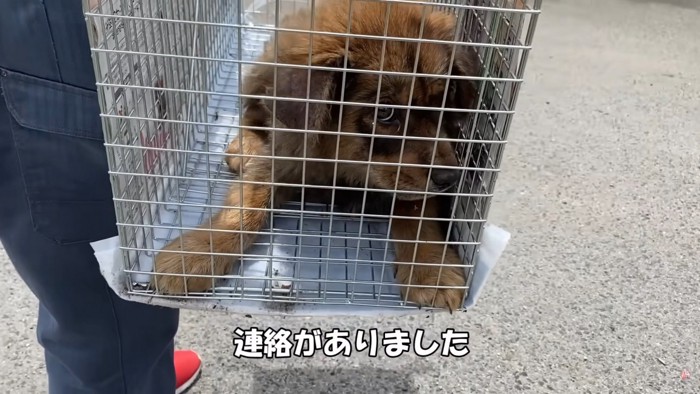 保護された子犬さん