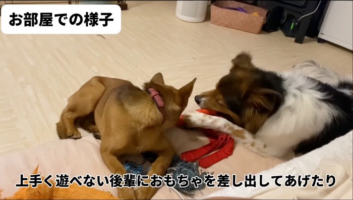 子犬におもちゃを貸す成犬