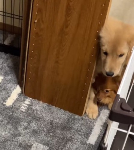 ケージと棚の隙間から掃除機を見つめる2匹の犬
