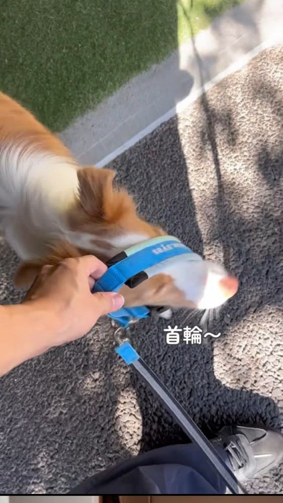 首輪に首を通すボーダーコリー