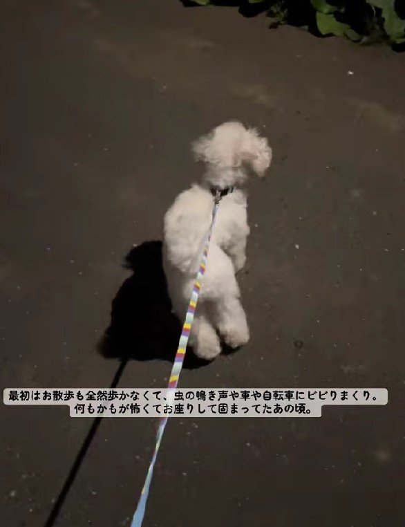 散歩に行くのも怖い
