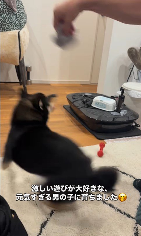 ラムくんの変化5