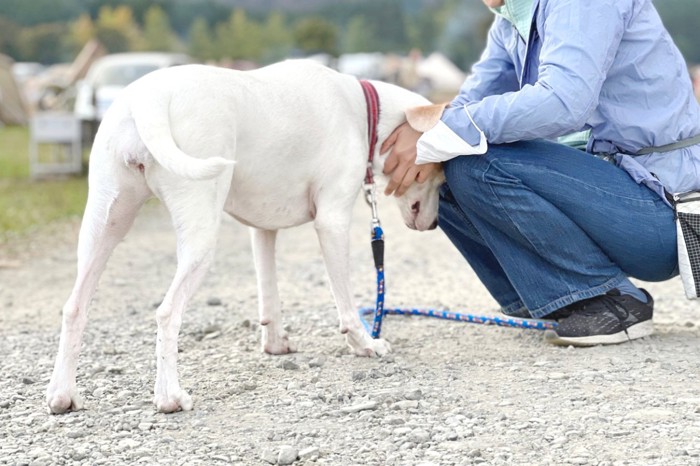 頭を撫でてもらう犬