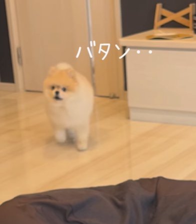 閉められたドアの前で悲し気なポメラニアン