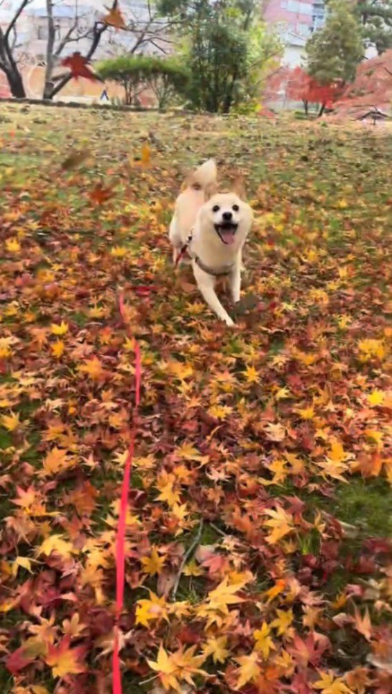 飼い主の方へ走ってくる犬