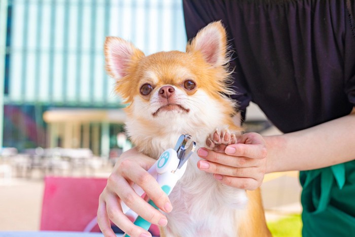 犬の前足を爪切りするトリマー女性