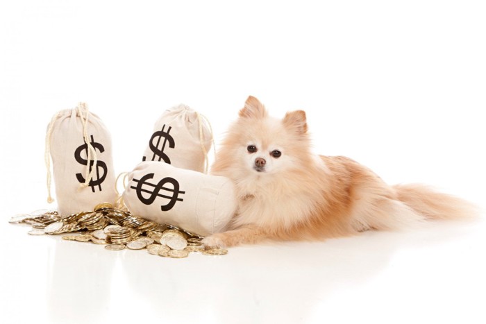 お金のそばで伏せる犬