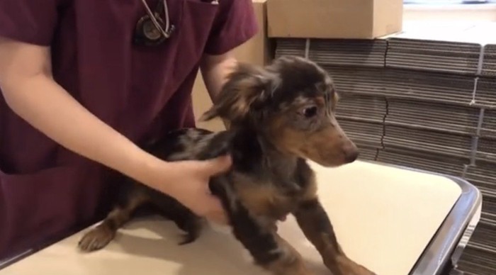 そっと下ろされる犬