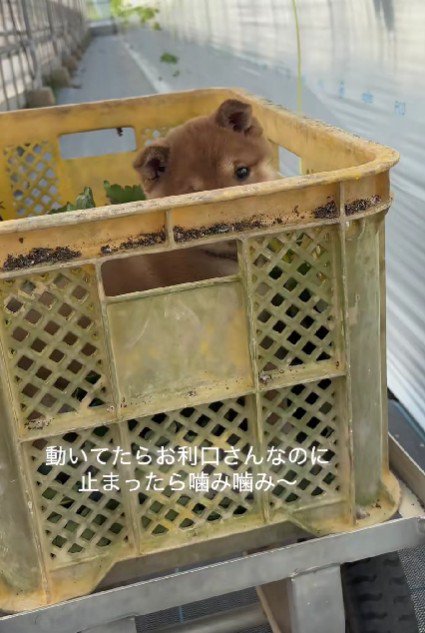 カゴを止めると…