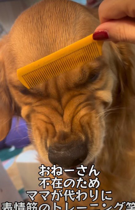 ブラッシングをすると…