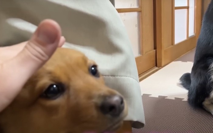 撫でられる子犬