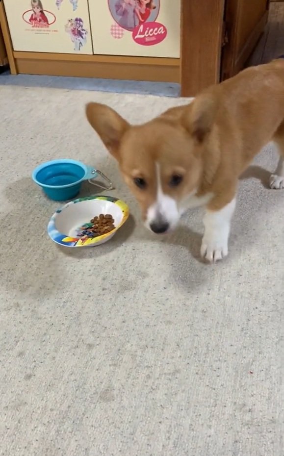 ご飯は食べなかったロイくん