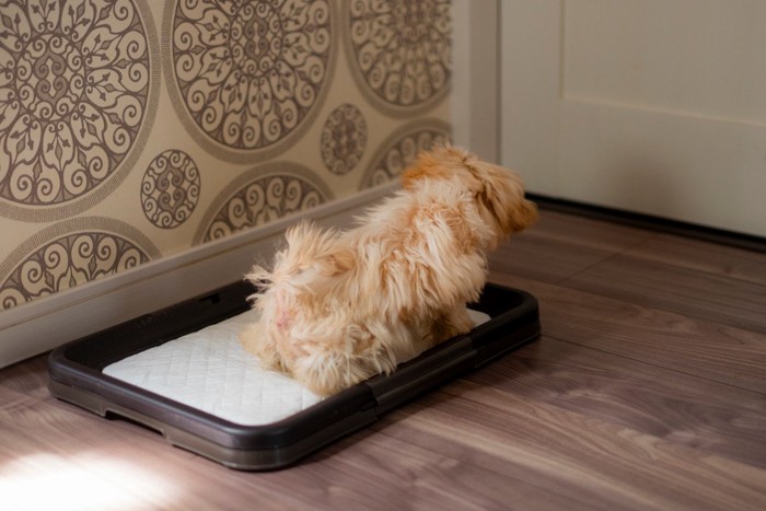 トイレトレーで排泄する犬