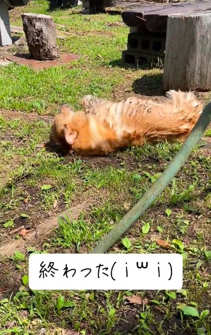 泥んこのぷりんちゃん