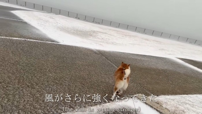 雪は強くなるばかり