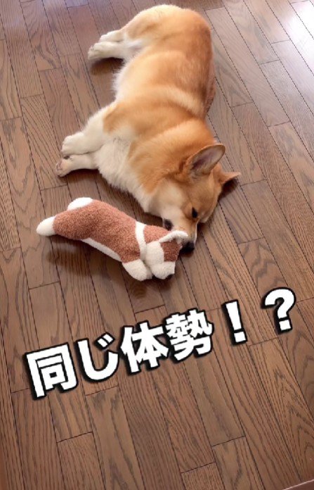 同じ体勢で寝てる！！