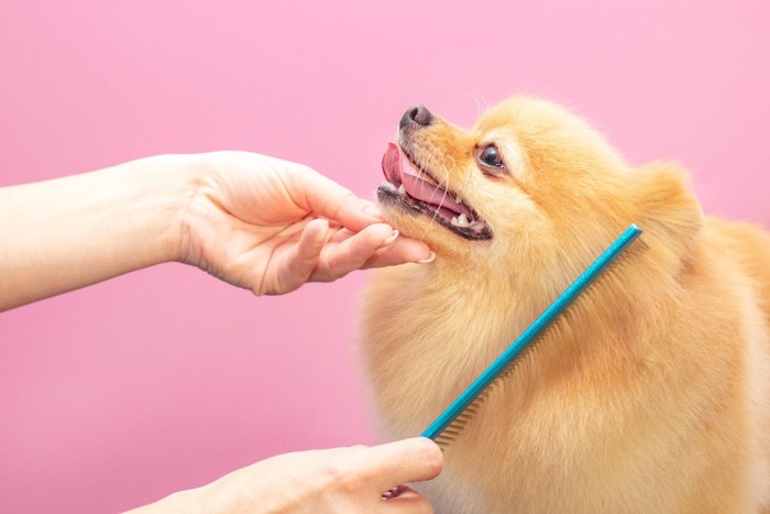 頭をコーミングされる犬 