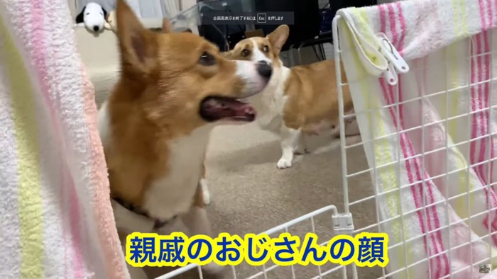 温かい眼差しを子犬に送るコナンくん