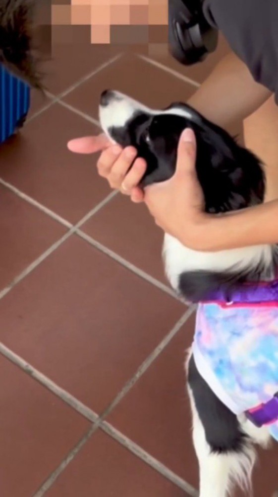 駅で男性に体を撫でられる犬