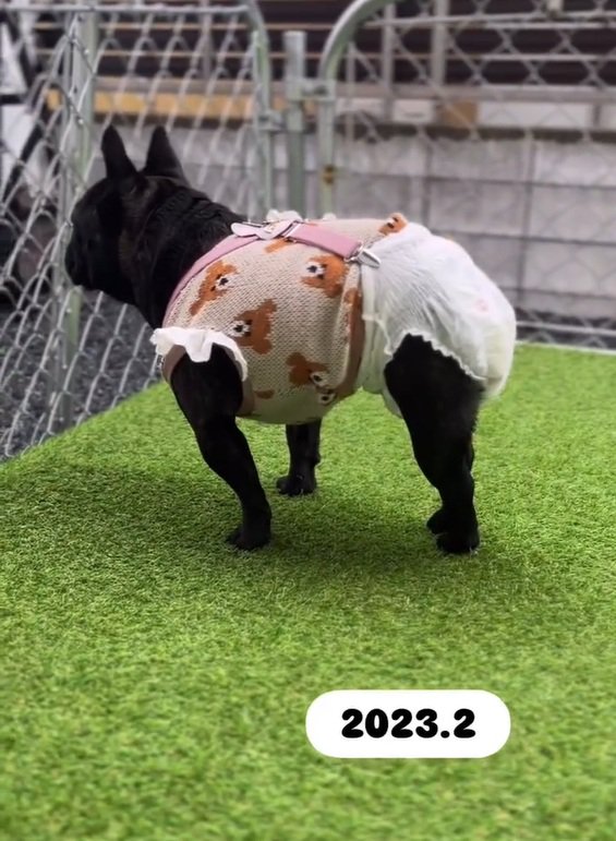 四つ足で立つあずきちゃん