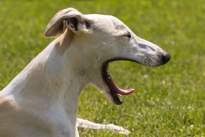 あくびをする犬