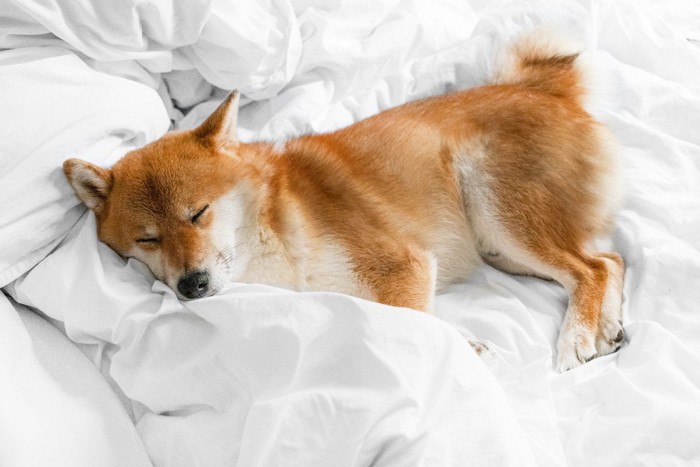 飼い主のベッドで眠る柴犬