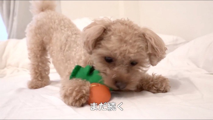 鳥のおもちゃで遊ぶ犬