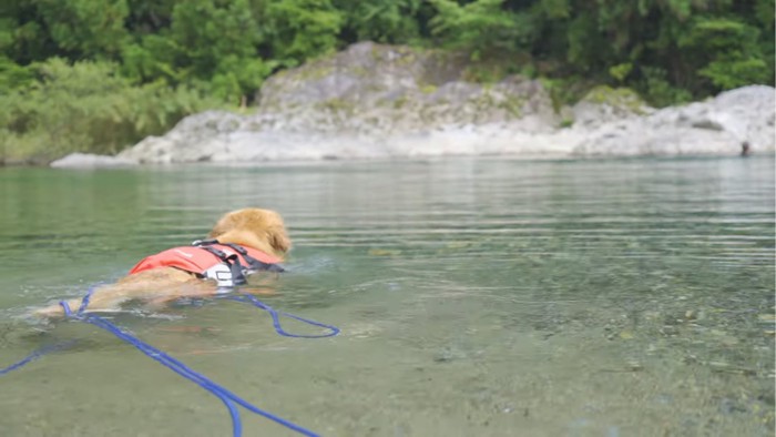 水に入る犬