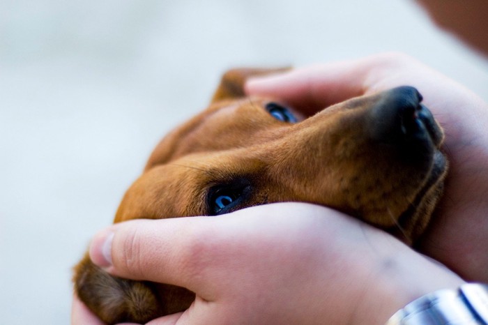 犬の顔を手で包む