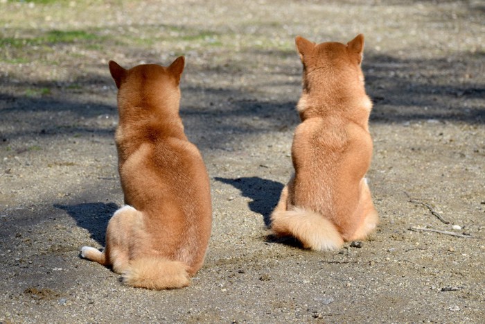 柴犬の後ろ姿