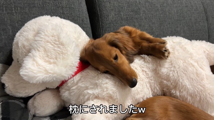 大型犬のぬいぐるみを見た三つ子ちゃん10