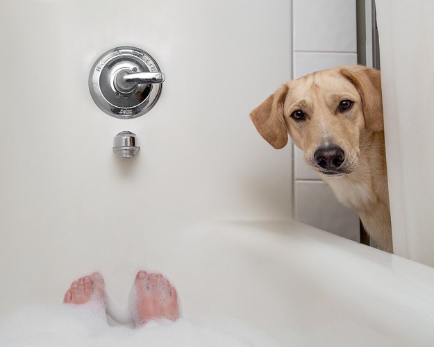 犬に入浴剤を使う時の注意点