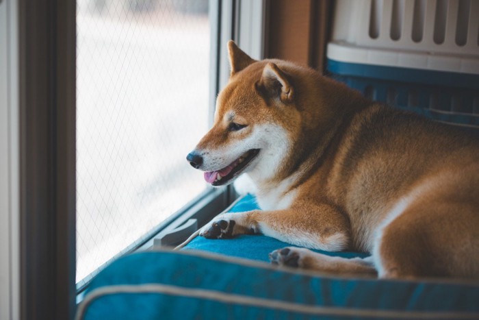 青い犬用ベッドでくつろぐ柴犬