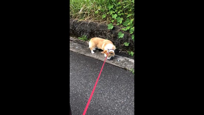 飼い主さんが引っ張っても進もうとしません