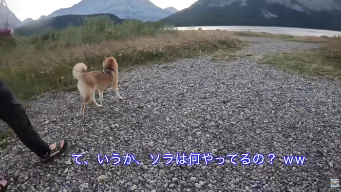 お散歩を楽しむソラちゃん