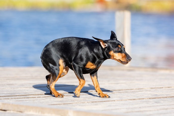 しっぽを巻き込んだ茶黒の犬