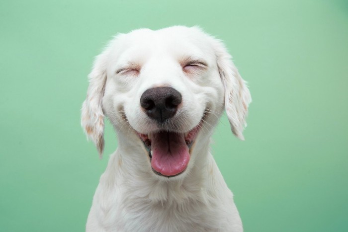 目を細めて笑う犬
