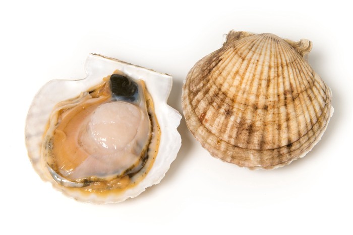 開いて中身が見えているホタテ貝