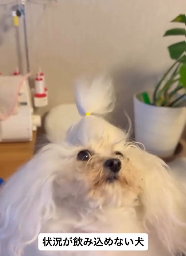 戸惑う糸ちゃん