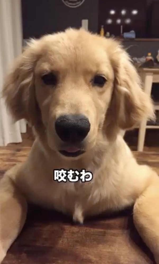 やりたい放題