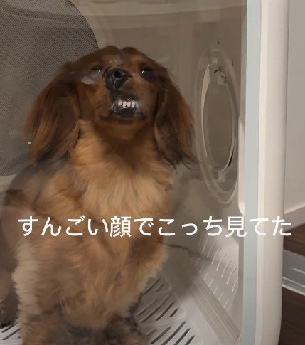 歯がむき出しに…!!