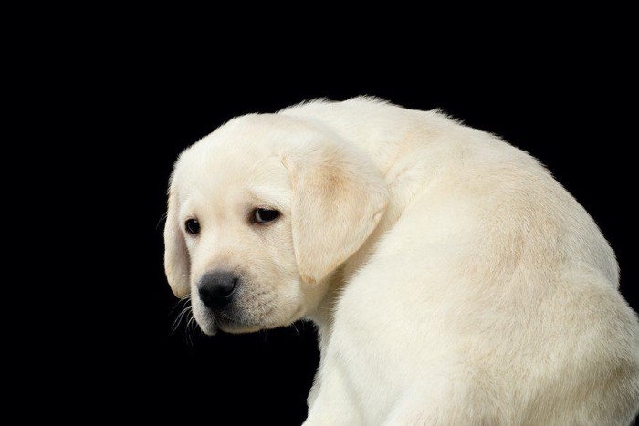 悲しそうな表情で振り向く子犬